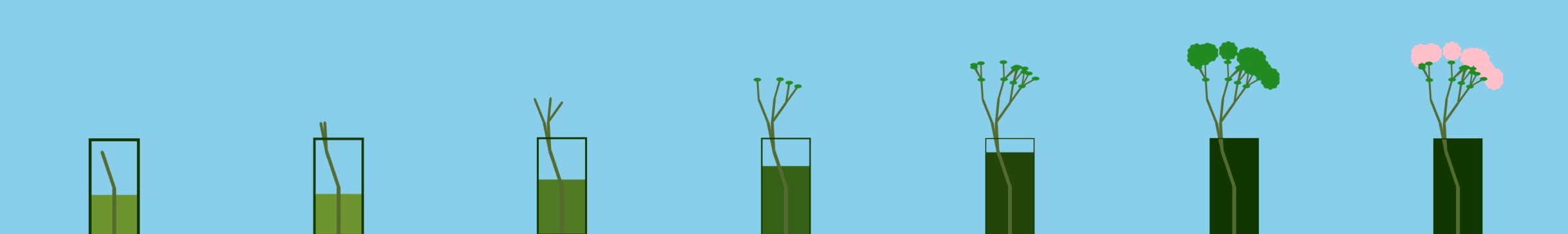 Plant growth — seven stages from Sprout to Flower